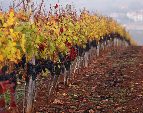 The Thracian valley is an ideal climate for growing high quality black grapes for winemaking