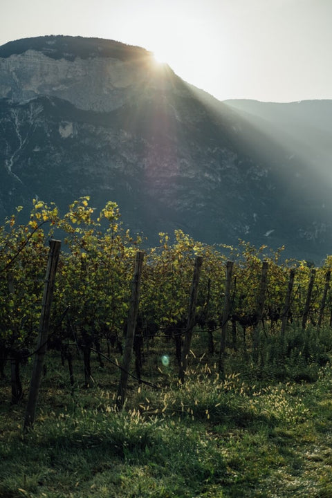 Trentino
