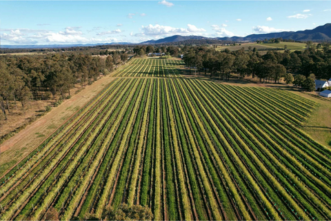 Small plot of vines in Vinden Wines 12 acre site