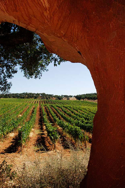 Rows if vines in the Terra d'alter vineyard in Alentejo basked in glorious sunshine