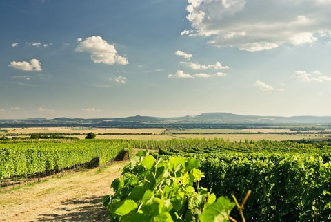 The Garam Valley in Slovakia is producing premium wines that harness local conditions. 