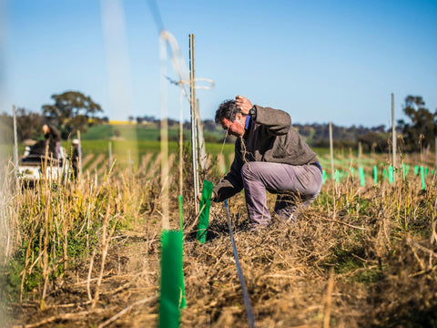 Tending to the vines at Grove estate