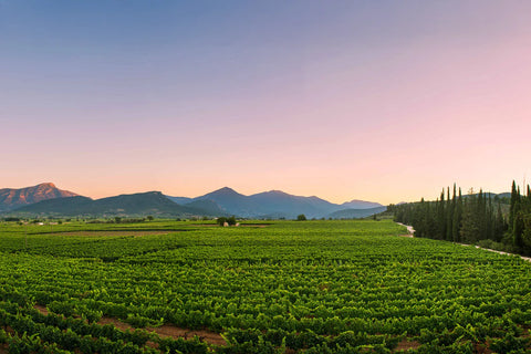 Nikolaou Estate is an organic wine producer in Nemea, in the Pelopennese region of Greece. A rising star wine producer excelling in local indigenous grape varieties.  