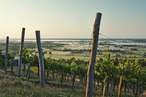 Tokaj benefits from misty, humid mornings ,and dry, sunny afternoons. 