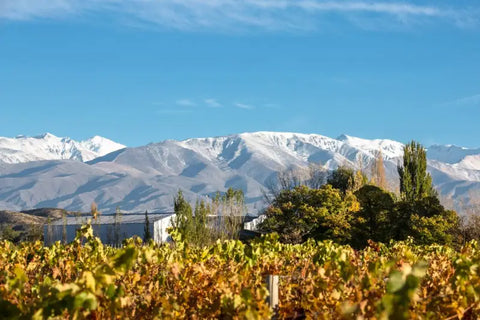 The Gouguenheim vineyards in the Uco Valley, set against the vast Ades mountains that give the wines from here a natural freshness